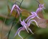 Show product details for 5 Epimedium collection No.1